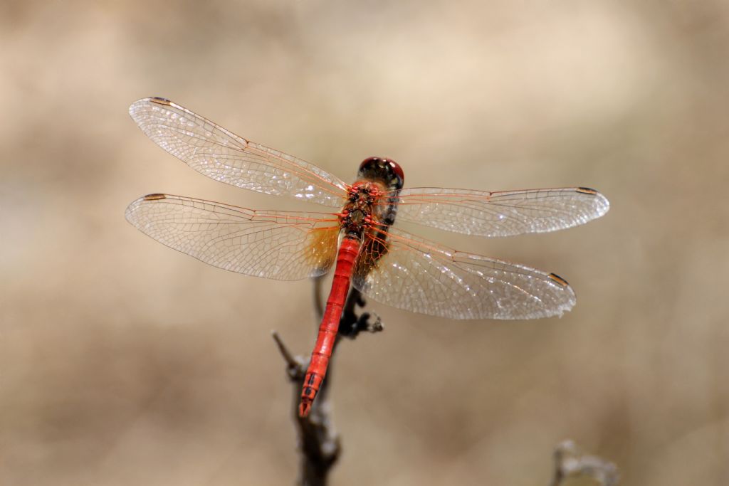 Sympetrum sanguineum? No, Sympetrum fonscolombii maschio